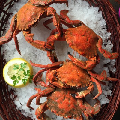 necora atlántica necora atlántica