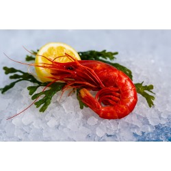 Comprar carabineros - Mariscos Gontelo